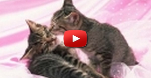 Gatinhos Amigos 3